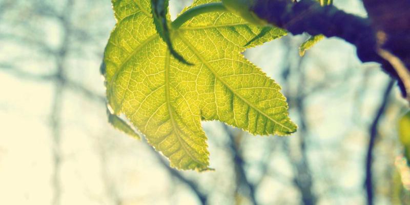 艺术留学工作室文化揭秘：从芝加哥艺术学院到安特卫普皇家艺术学院的创作环境与作品集指导