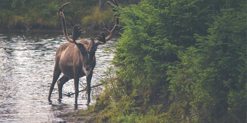艺术留学新浪潮：涂鸦风格作品集如何成为名校敲门砖